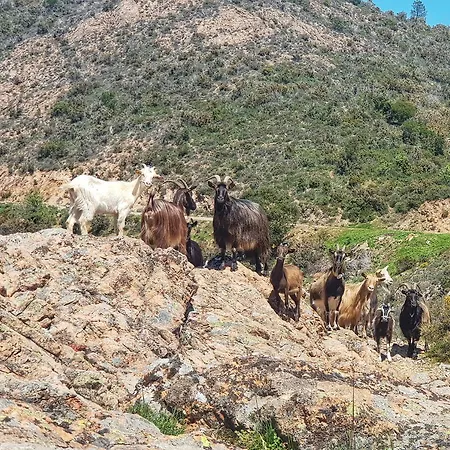 Lejlighed T2bis 60m2 Avec Jolie Terrasse De 25m2 Et Vue Panoramique Et Montagne Sur Le Golfe Du Valinco - Quartier Calme A 10mn A Pied Du Centre - Ideal Pour 4 Personnes Et Possibilite De 6 Couchages - Place De Parking Reservee